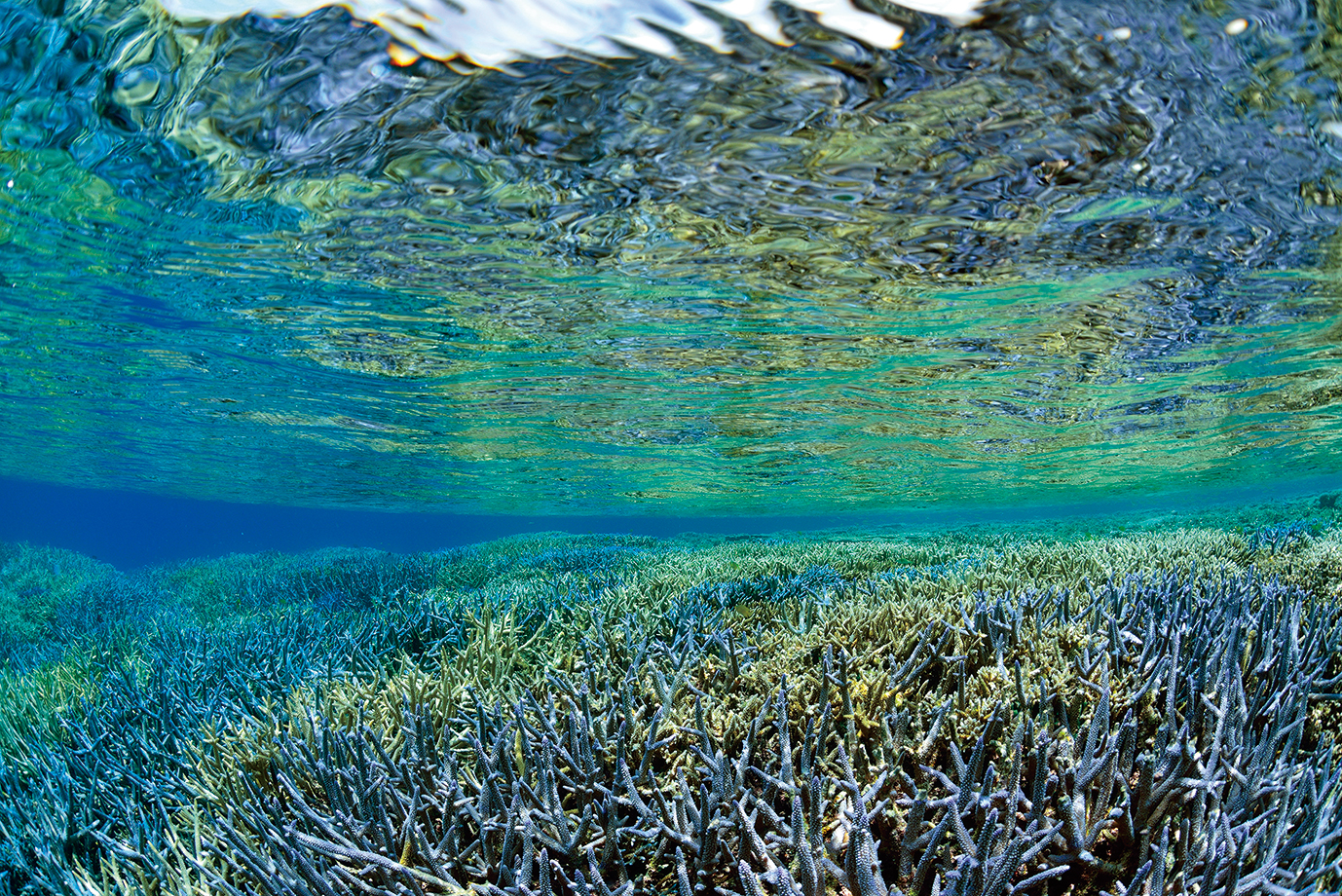 潜り続け、観察して気づく沖縄の海の変化