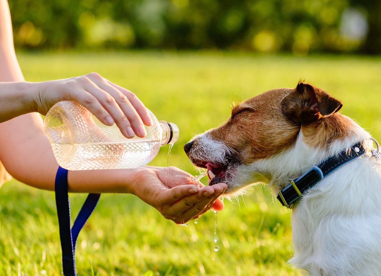 【SHINE+】犬にミネラルウォーターを与えても大丈夫？水分補給によい飲み物も