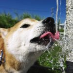 【】犬はミネラルウォーターや水道水を飲んでも大丈夫？避けるべき水も解説