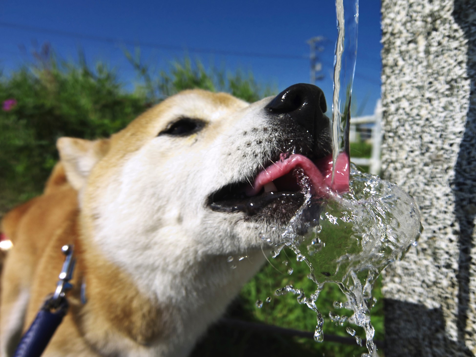 犬はミネラルウォーターや水道水を飲んでも大丈夫？避けるべき水も解説